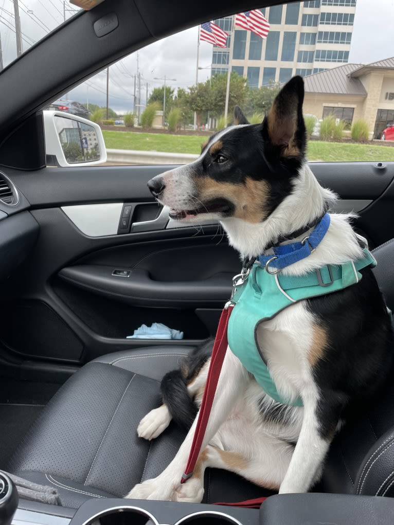 Summer, an Australian Shepherd and Border Collie mix tested with EmbarkVet.com