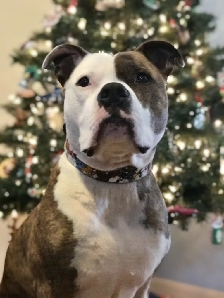 Bosley, an American Bully tested with EmbarkVet.com