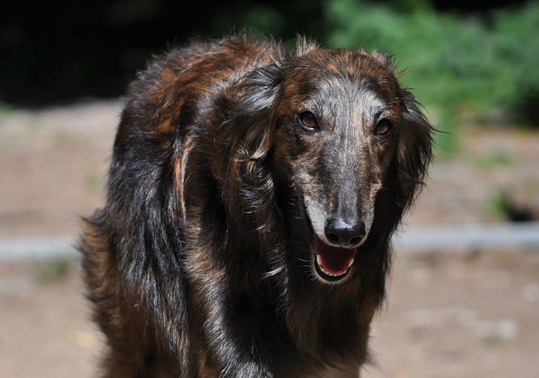 Jumpystumpy, a Silken Windhound tested with EmbarkVet.com