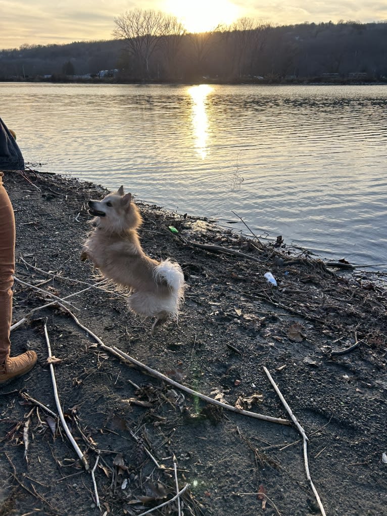 “Oyster” Valhalla’s House of the Rising Sun, an Icelandic Sheepdog tested with EmbarkVet.com