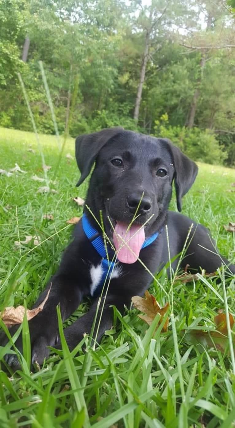 Kaida, a Labrador Retriever and Australian Shepherd mix tested with EmbarkVet.com