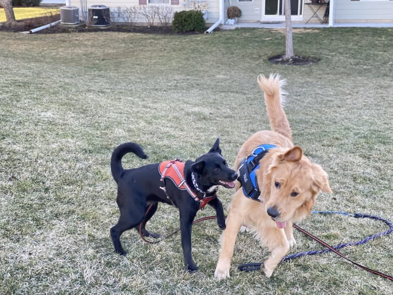 Clementine, a Labrador Retriever and Beagle mix tested with EmbarkVet.com