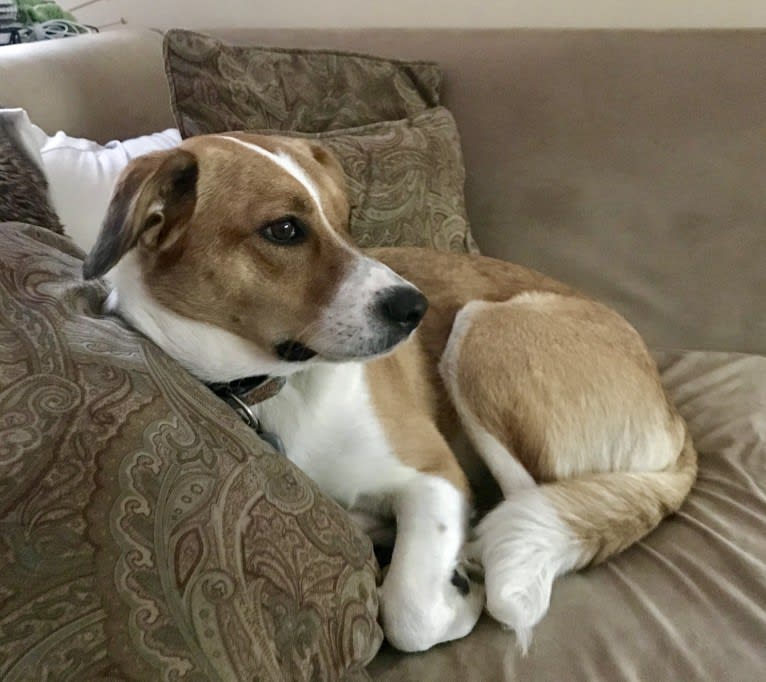 Mabel, an Australian Cattle Dog and Chow Chow mix tested with EmbarkVet.com