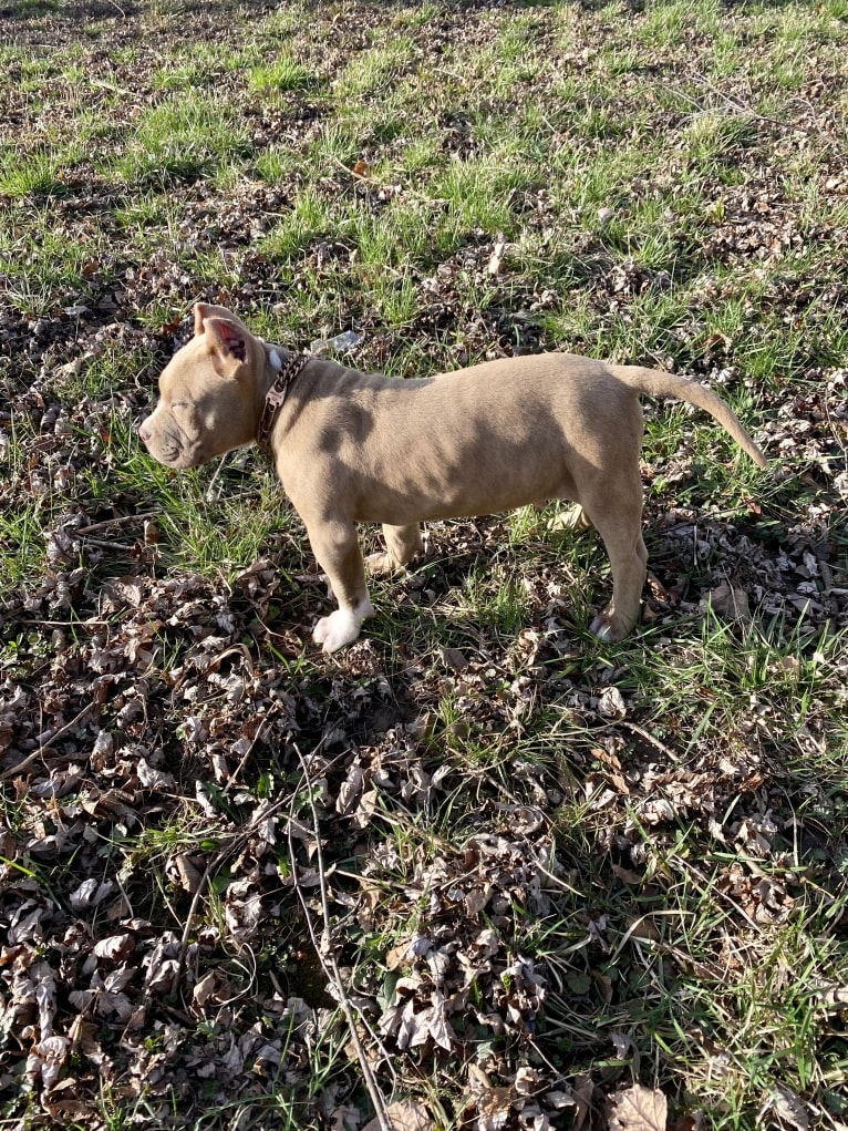 Lucci, an American Bully tested with EmbarkVet.com