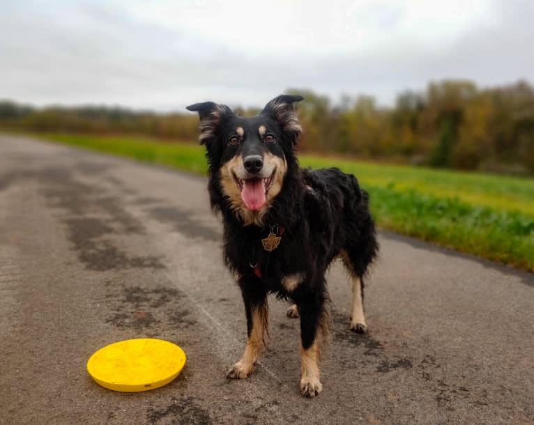 Maple, an English Shepherd tested with EmbarkVet.com