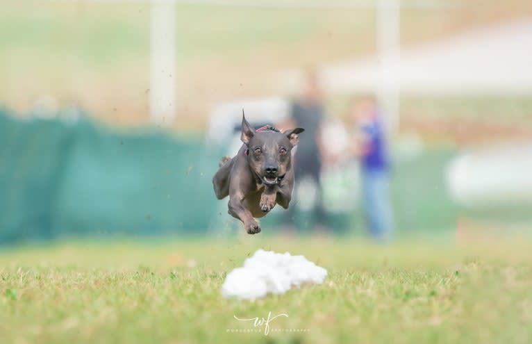 Rip It Up Tag @ Stardust, an American Hairless Terrier tested with EmbarkVet.com