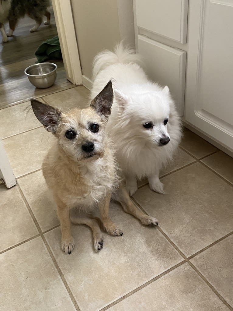 Kenzie, a Chihuahua and Poodle (Small) mix tested with EmbarkVet.com