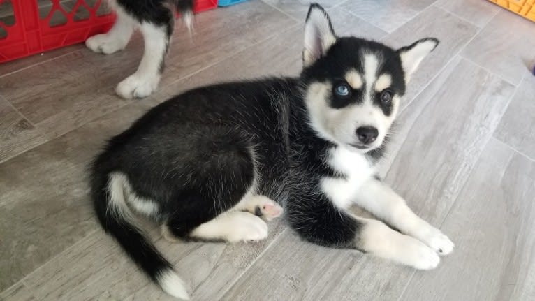 Playful Pomskies' Super Sonic Sabine, a Siberian Husky and Pomeranian mix tested with EmbarkVet.com