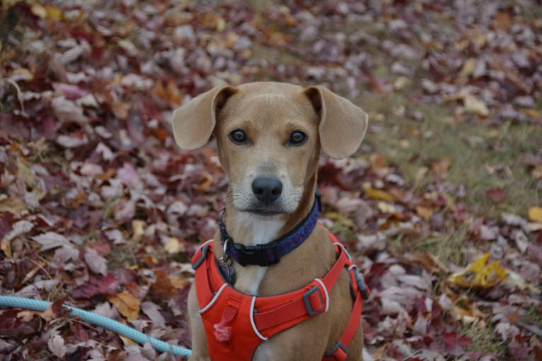 Lila, an American Pit Bull Terrier and Labrador Retriever mix tested with EmbarkVet.com