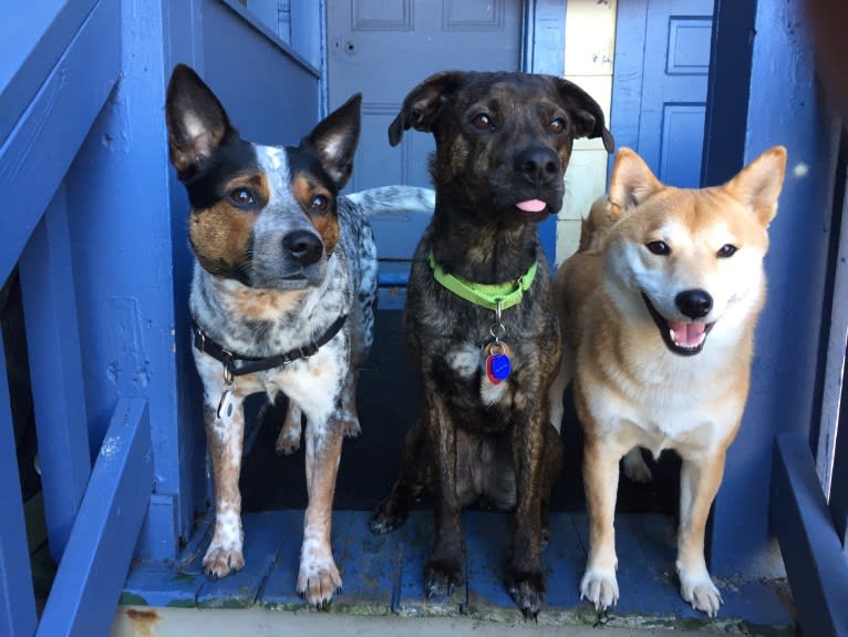 April, an Australian Cattle Dog and Border Collie mix tested with EmbarkVet.com