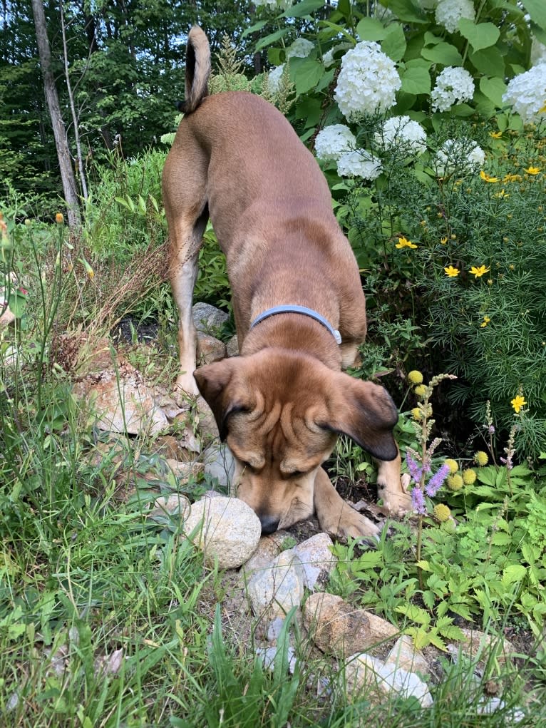 Hutch, a Cane Corso and Labrador Retriever mix tested with EmbarkVet.com