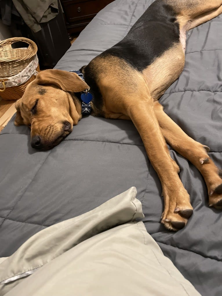 Marley, a Bloodhound and Treeing Walker Coonhound mix tested with EmbarkVet.com