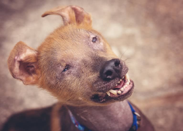 Chupey, an American Pit Bull Terrier and Rottweiler mix tested with EmbarkVet.com