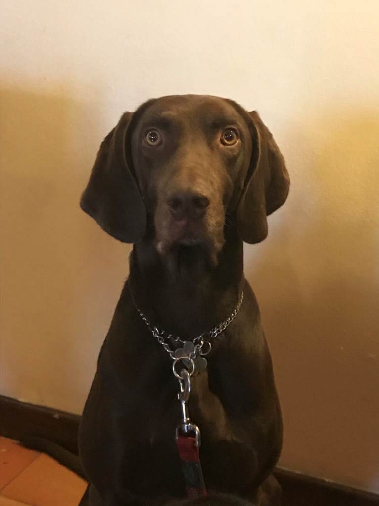 Boudji, a Weimaraner and German Shorthaired Pointer mix tested with EmbarkVet.com