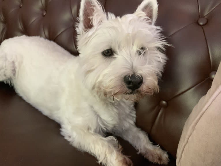 Babette, a West Highland White Terrier tested with EmbarkVet.com