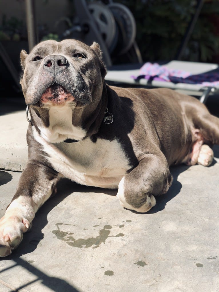 Otis, an American Pit Bull Terrier and Neapolitan Mastiff mix tested with EmbarkVet.com