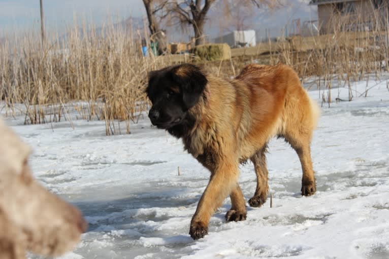 HEXE SOMMERS, a Leonberger tested with EmbarkVet.com