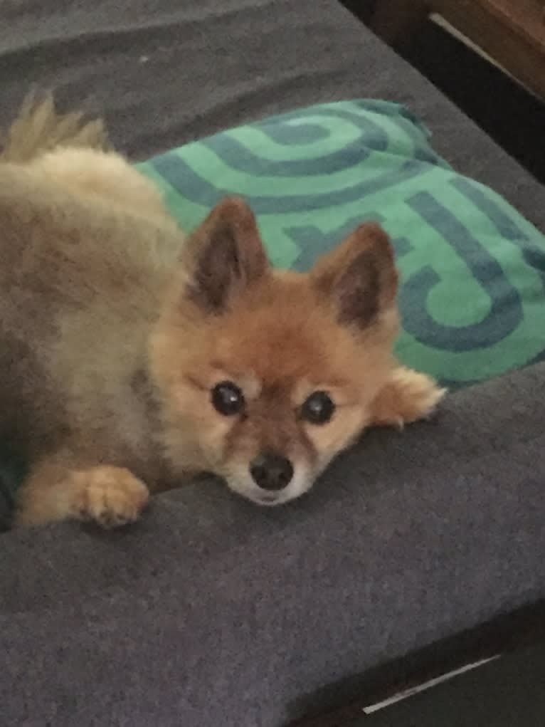 Brer Fox, a Pomeranian tested with EmbarkVet.com