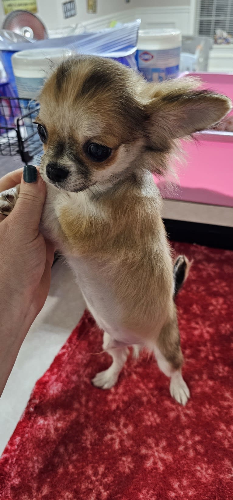 Capone, a Chihuahua tested with EmbarkVet.com