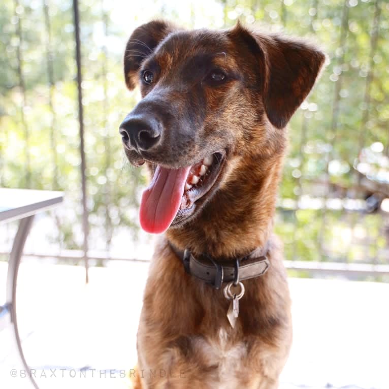 Braxton, a Catahoula Leopard Dog and Australian Cattle Dog mix tested with EmbarkVet.com