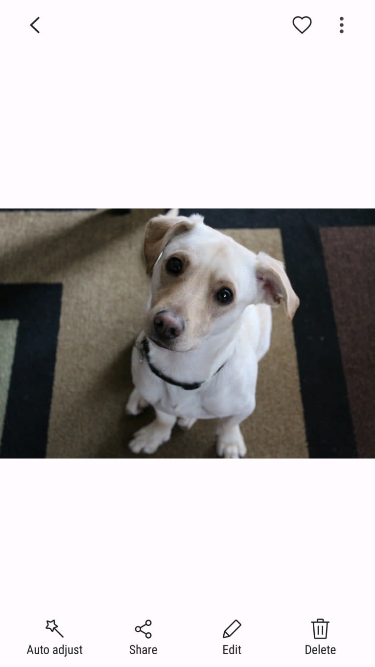 Tucker, a German Shepherd Dog and Chihuahua mix tested with EmbarkVet.com