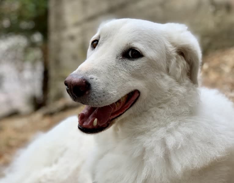 Abigail, an Eastern European Village Dog tested with EmbarkVet.com