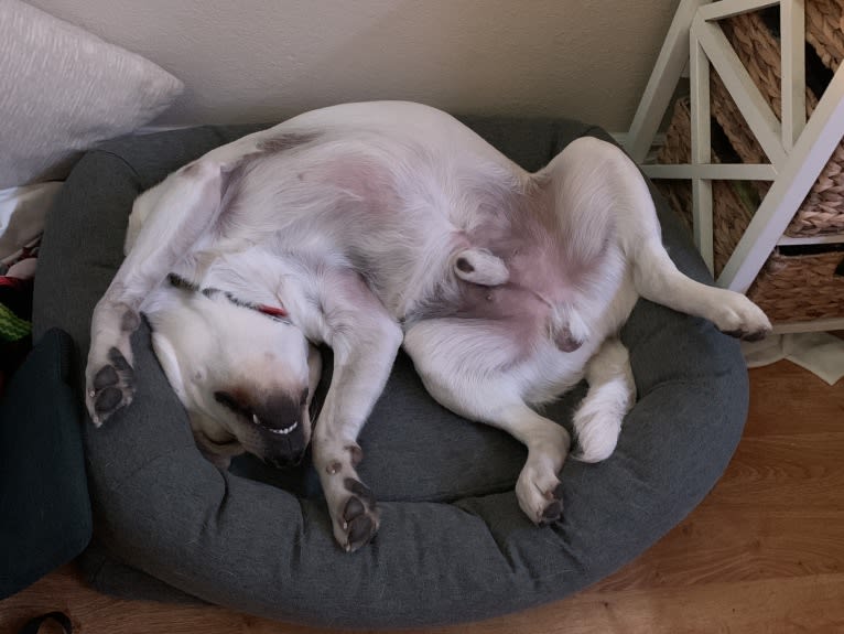 Pongo, a Labrador Retriever tested with EmbarkVet.com