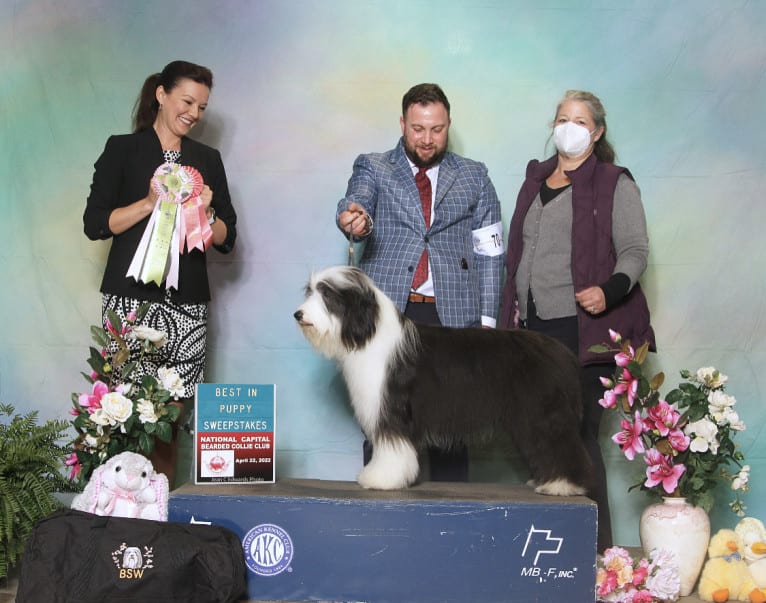 Betty, a Bearded Collie tested with EmbarkVet.com