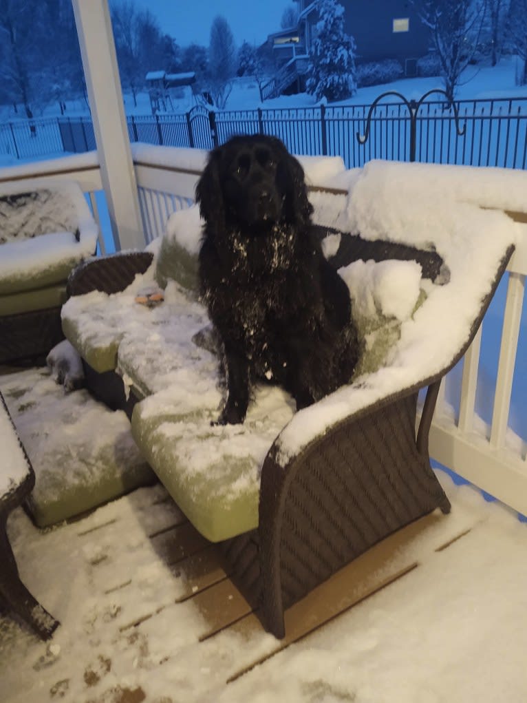 Molly, a Newfoundland tested with EmbarkVet.com