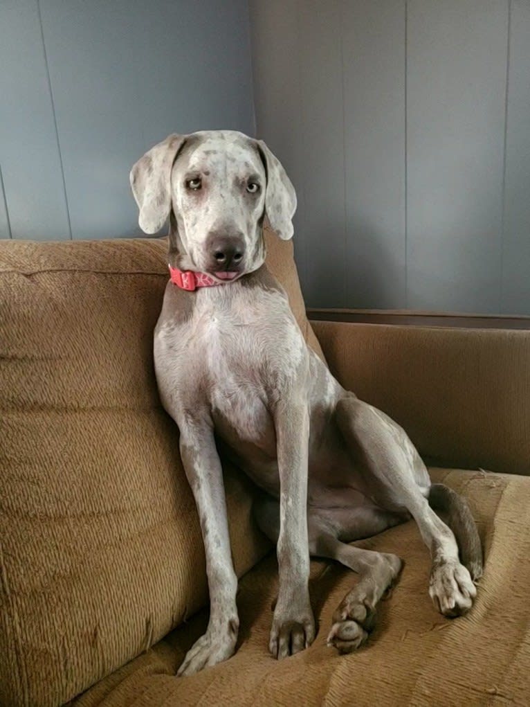 Maggie, a Weimaraner and Catahoula Leopard Dog mix tested with EmbarkVet.com