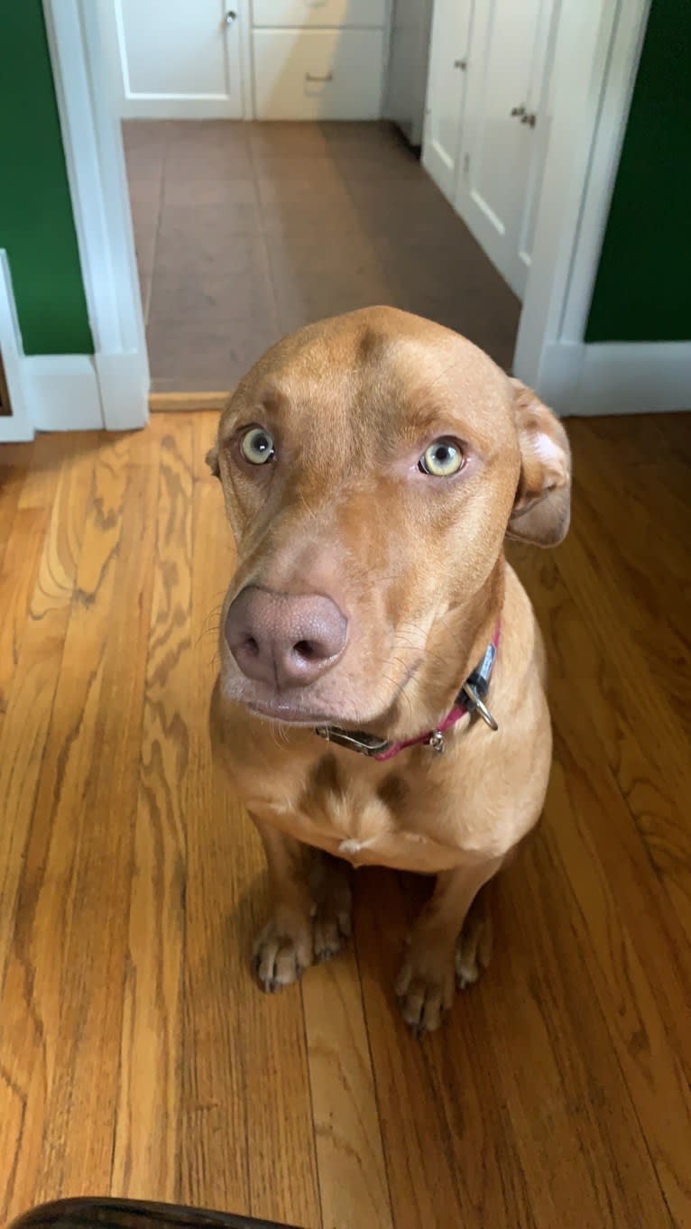 Trout, an American Pit Bull Terrier and Labrador Retriever mix tested with EmbarkVet.com