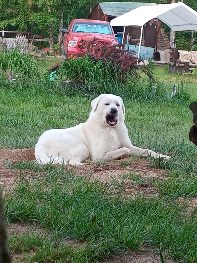 Aladdin, a Great Pyrenees tested with EmbarkVet.com