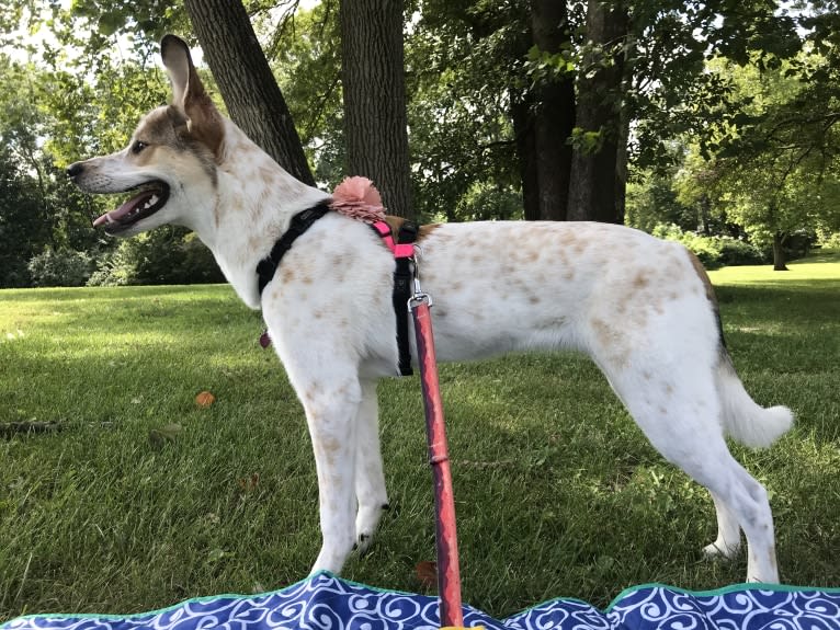 Millie, an Australian Cattle Dog and Great Pyrenees mix tested with EmbarkVet.com