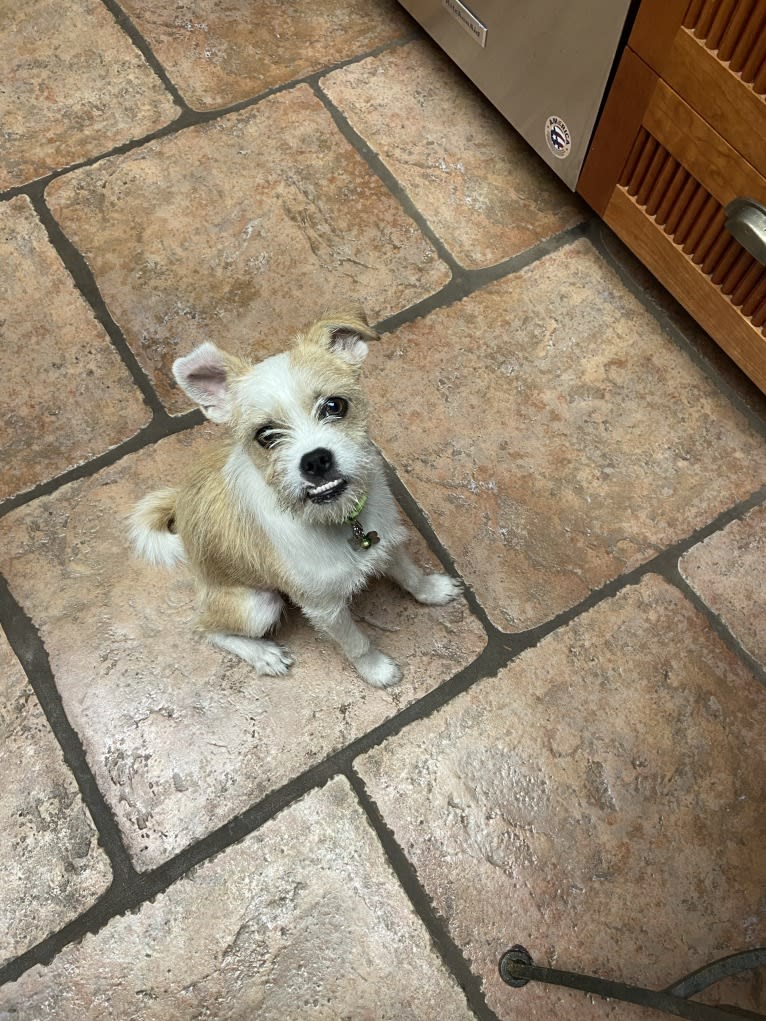 Oliver, a Pug and Australian Cattle Dog mix tested with EmbarkVet.com