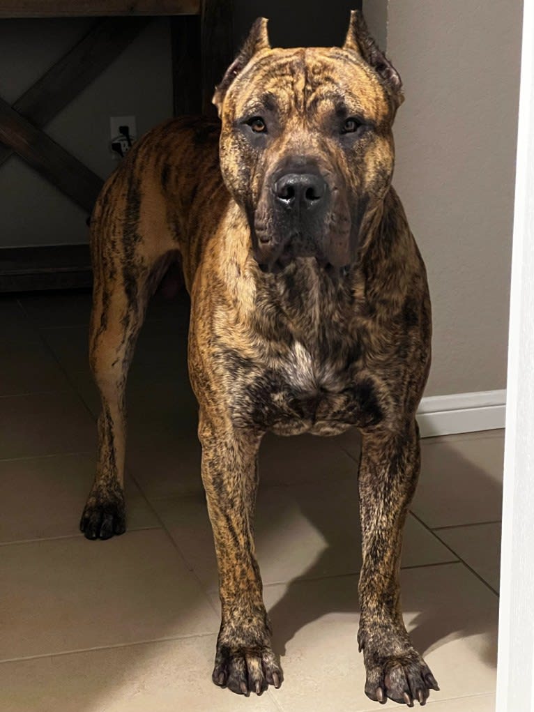 Jäger, a Perro de Presa Canario tested with EmbarkVet.com