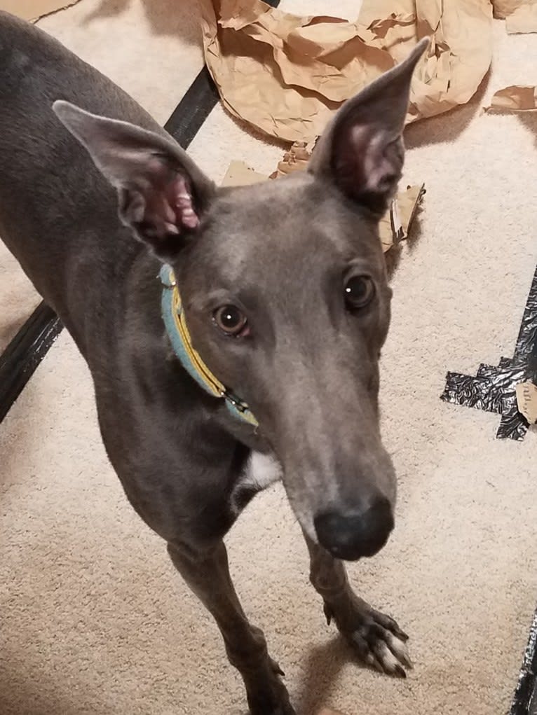 Whiskey, a Greyhound tested with EmbarkVet.com