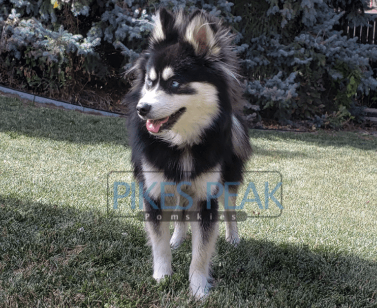 Rush, a Siberian Husky and Pomeranian mix tested with EmbarkVet.com