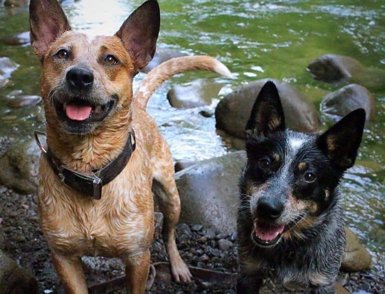 Frost, an Australian Cattle Dog tested with EmbarkVet.com