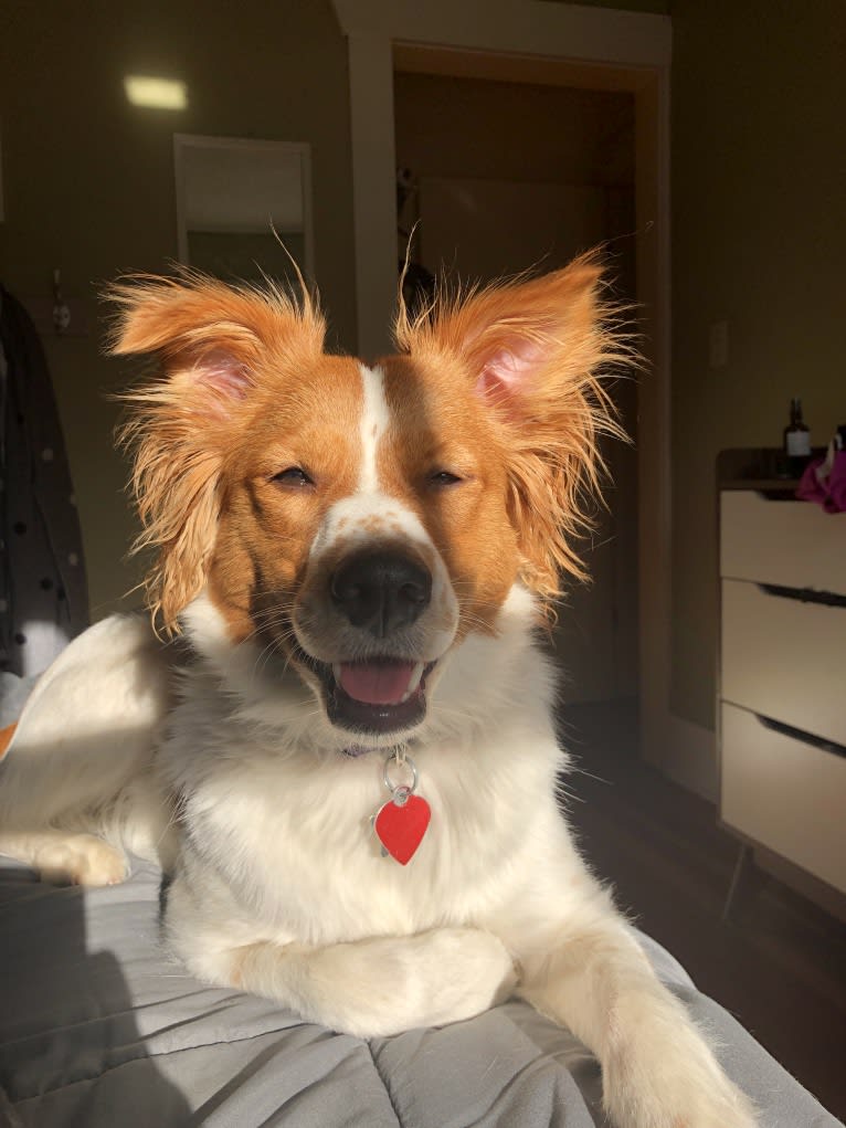 Lucy, a Chow Chow and American Pit Bull Terrier mix tested with EmbarkVet.com