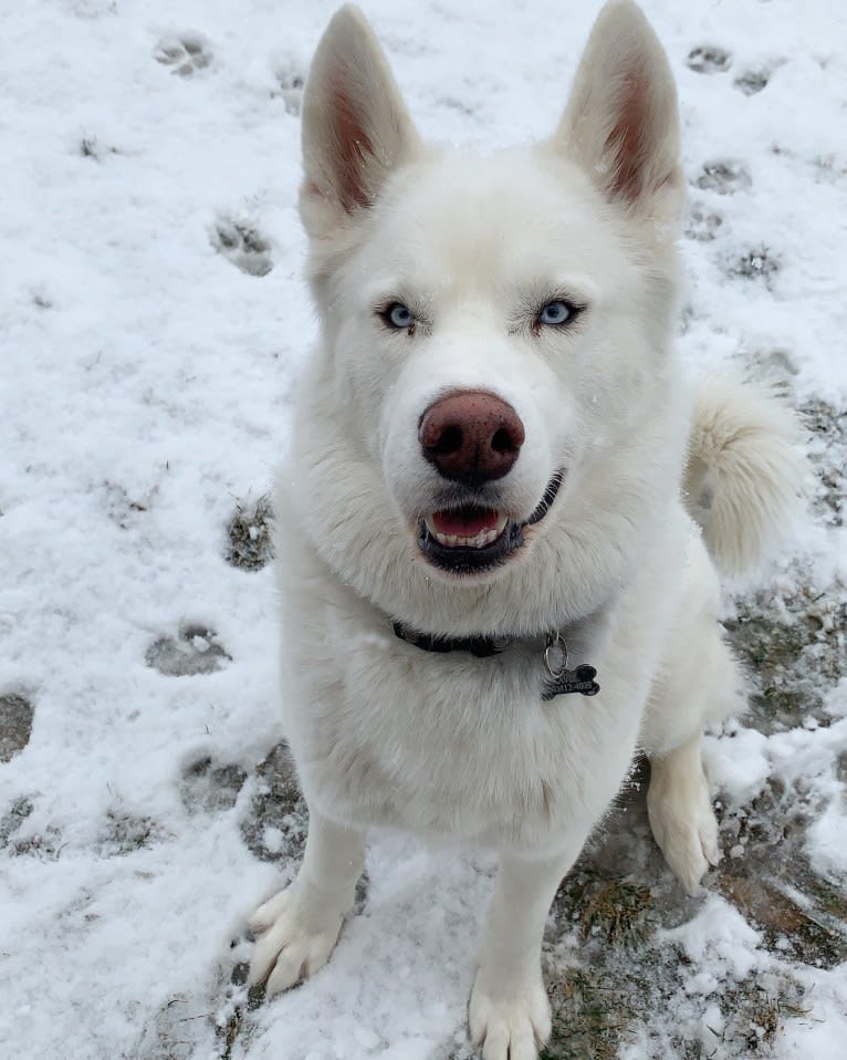 Kavik, a Siberian Husky and Alaskan Malamute mix tested with EmbarkVet.com