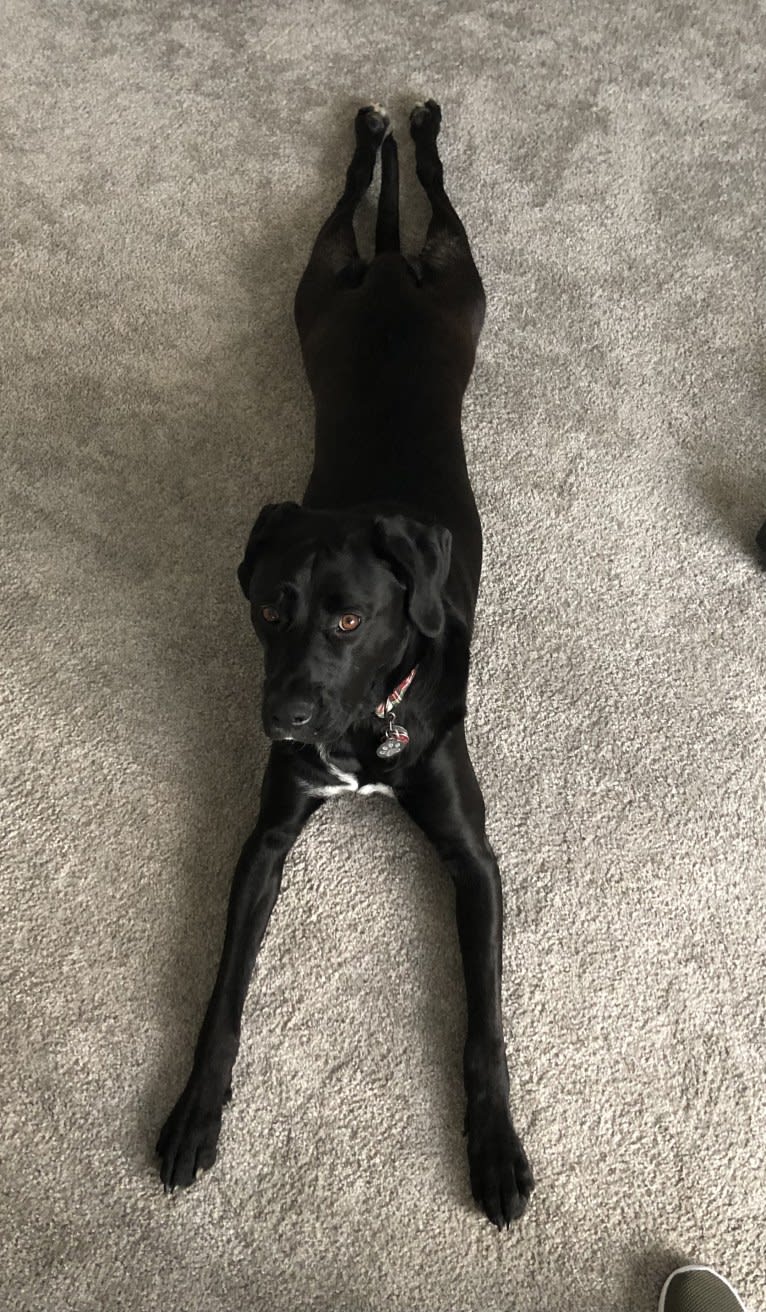 Remi, a Newfoundland and American Pit Bull Terrier mix tested with EmbarkVet.com