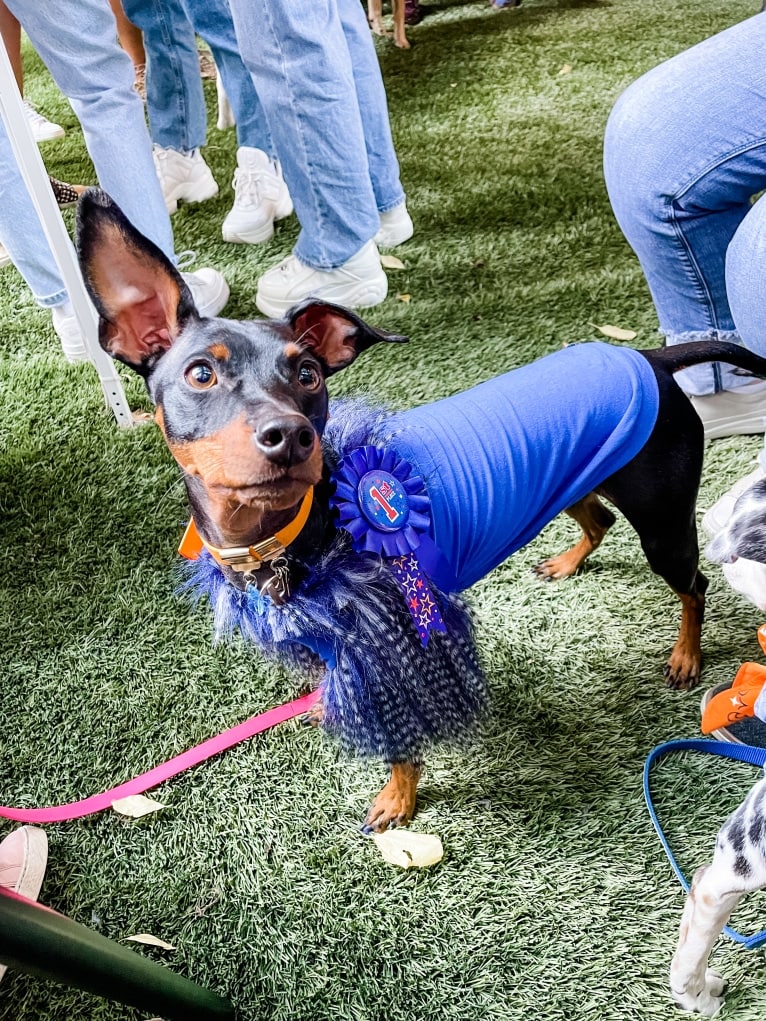 Biggie Smalls, a Miniature Pinscher tested with EmbarkVet.com