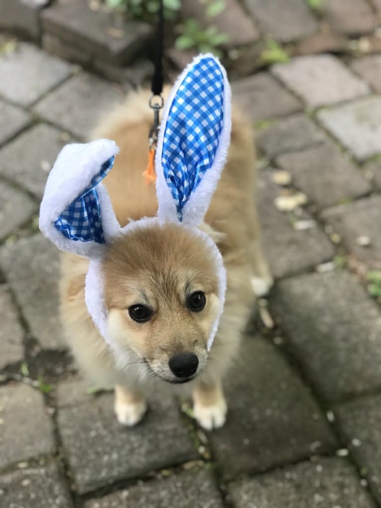 Tucker, a Pomeranian tested with EmbarkVet.com