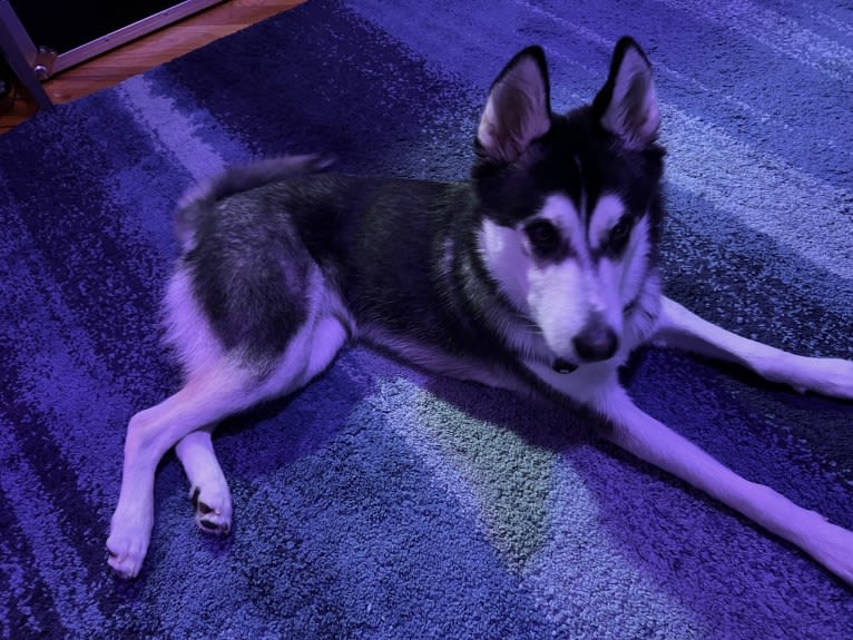 Zulia, a Siberian Husky and Chow Chow mix tested with EmbarkVet.com