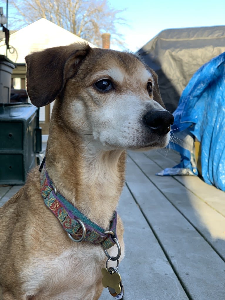 Brady, a Beagle and Chihuahua mix tested with EmbarkVet.com
