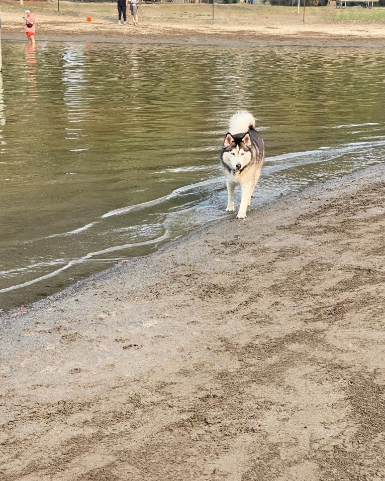 Gus, a Siberian Husky and Alaskan Malamute mix tested with EmbarkVet.com