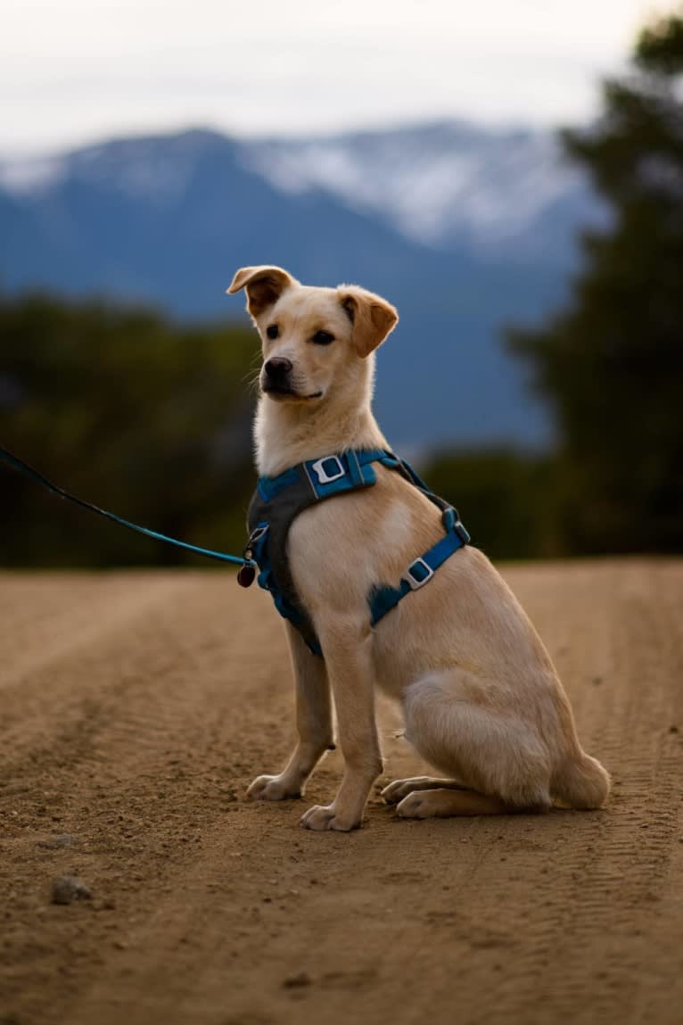 Donner, a Golden Retriever and German Shepherd Dog mix tested with EmbarkVet.com