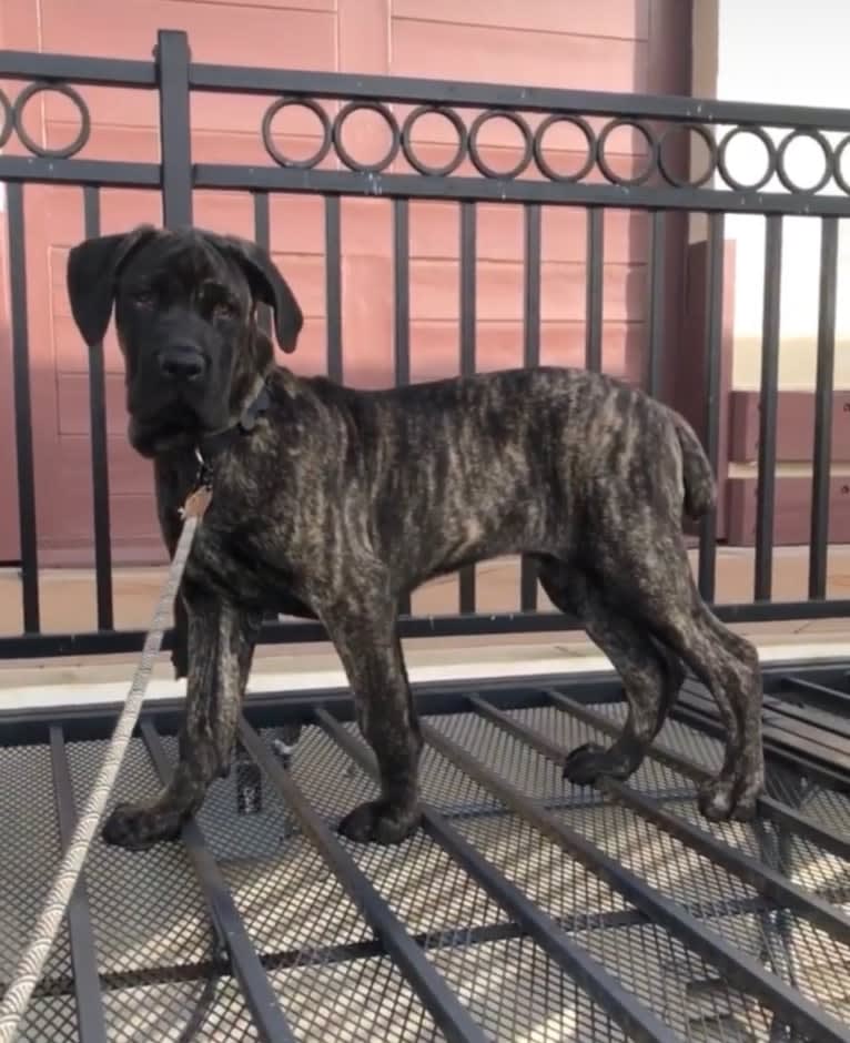 Artie, a Cane Corso tested with EmbarkVet.com