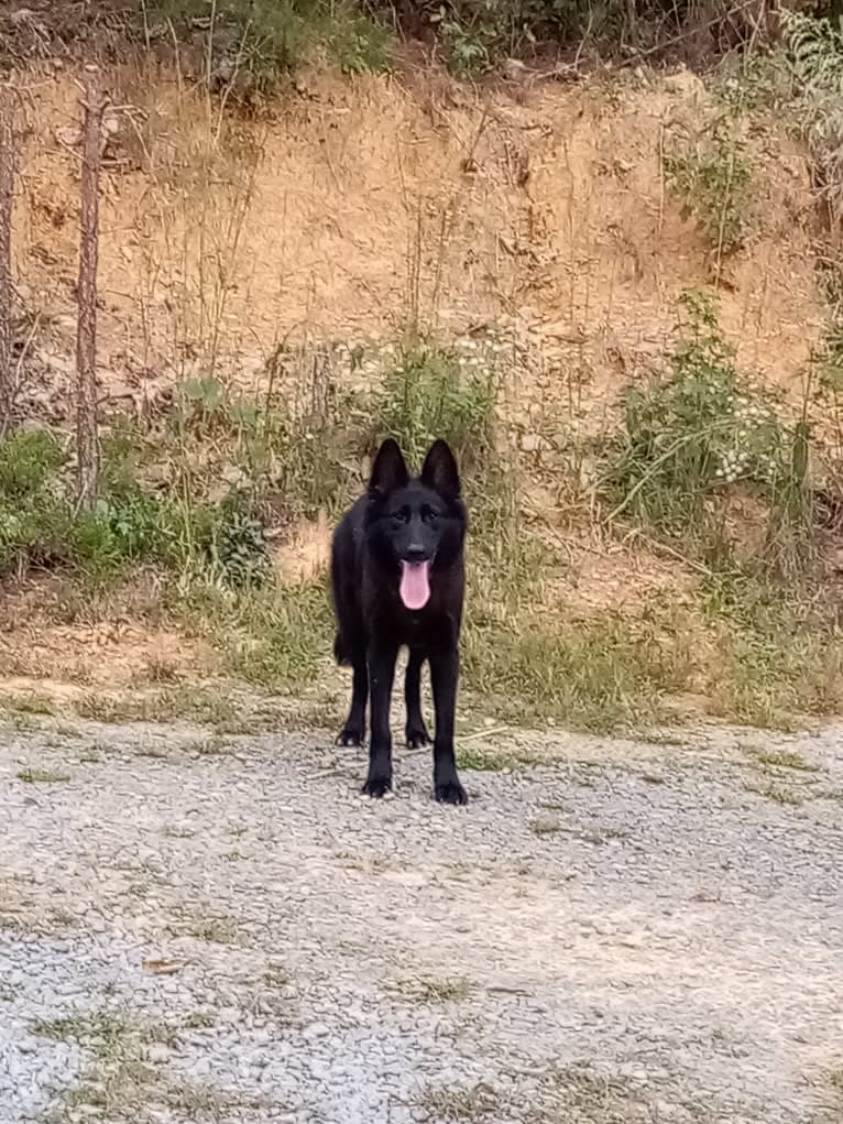 Dixie, a German Shepherd Dog and Australian Shepherd mix tested with EmbarkVet.com