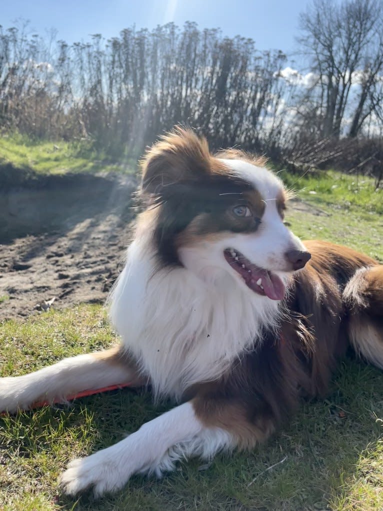 Ludo, an Australian Shepherd tested with EmbarkVet.com